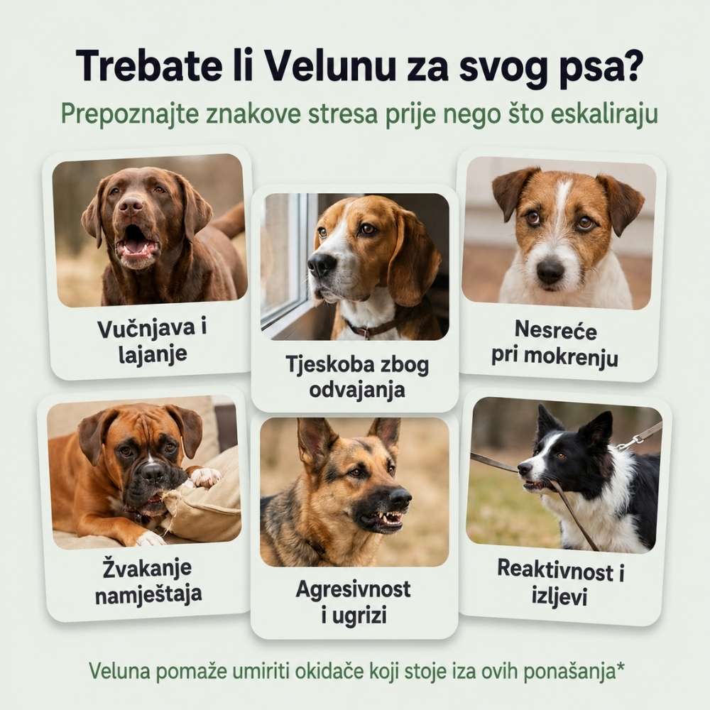 Veluna Feromonski Difuzor za Pse